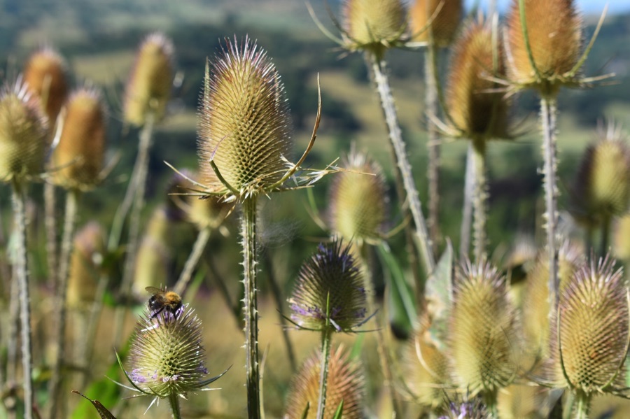 Teasels with bumblebee