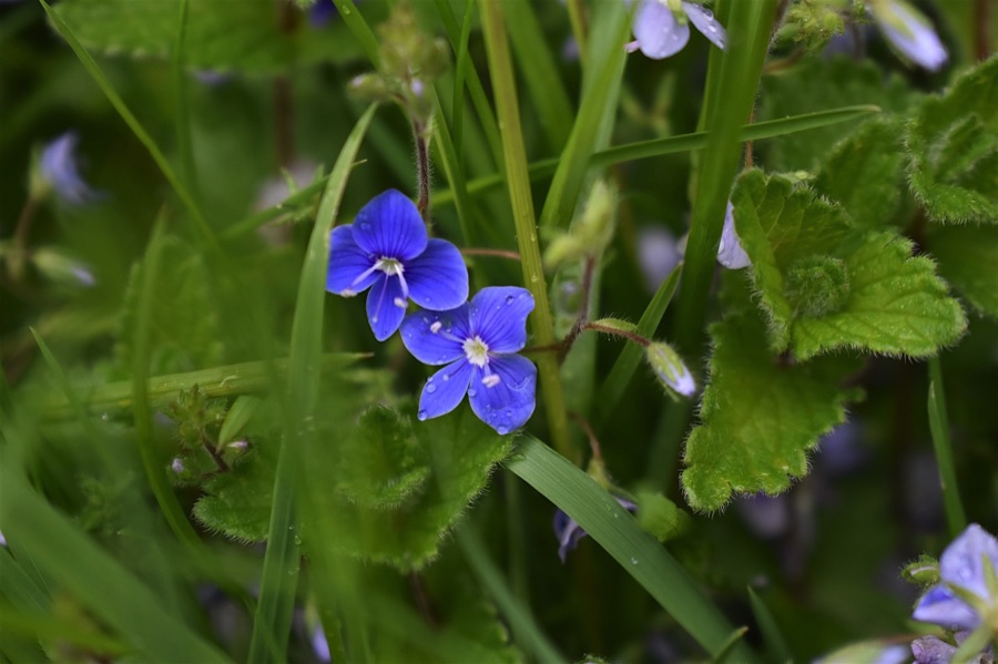 Speedwell growing in long grass