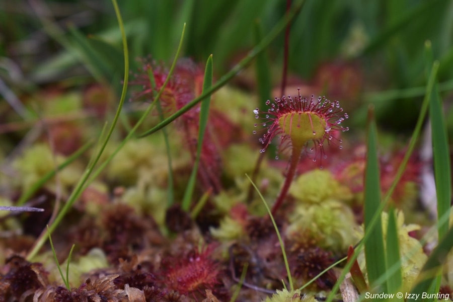 Sundew