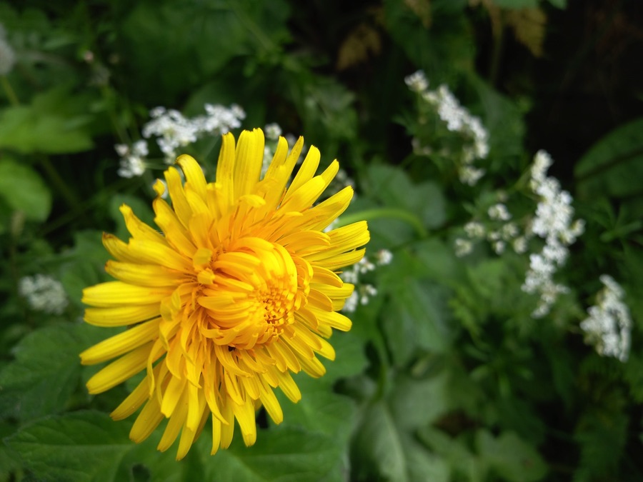 Yellow dandelion flower