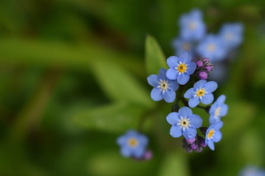 Blue forget-me-not flowers