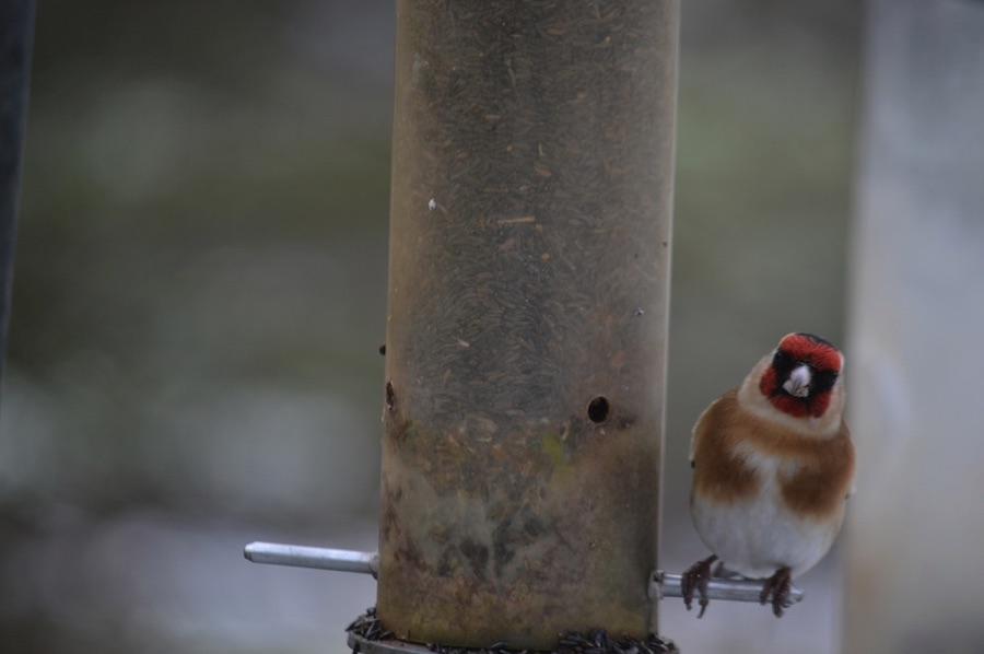 Goldfinch on a bird feeder