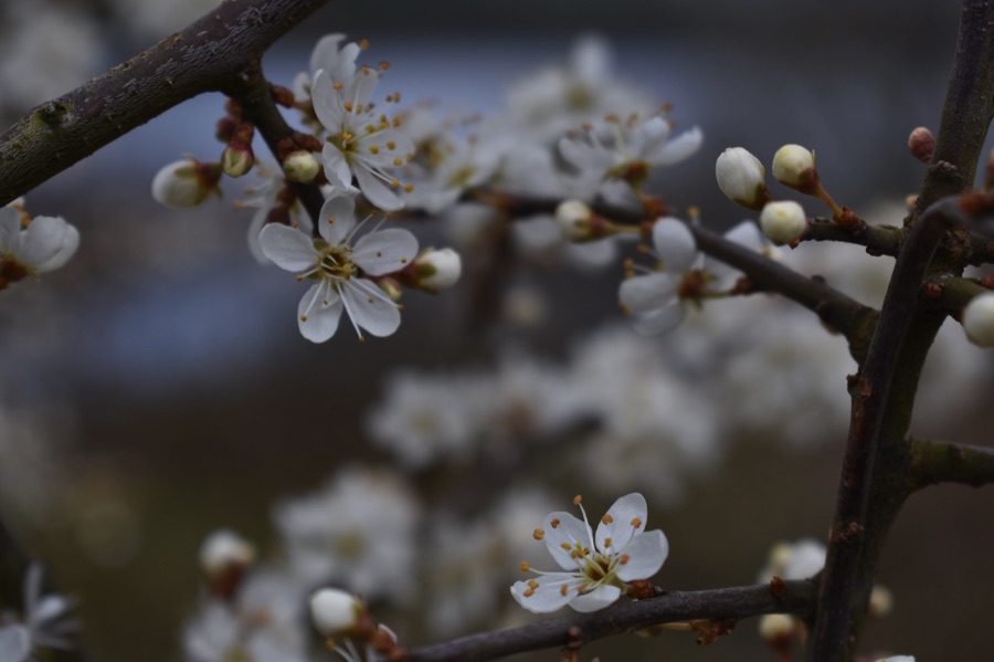 Blackthorn blossoms