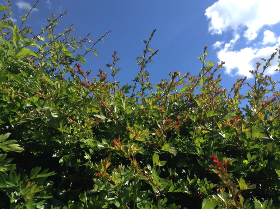 Hedgerow against blue sky
