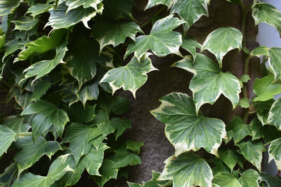 Ivy