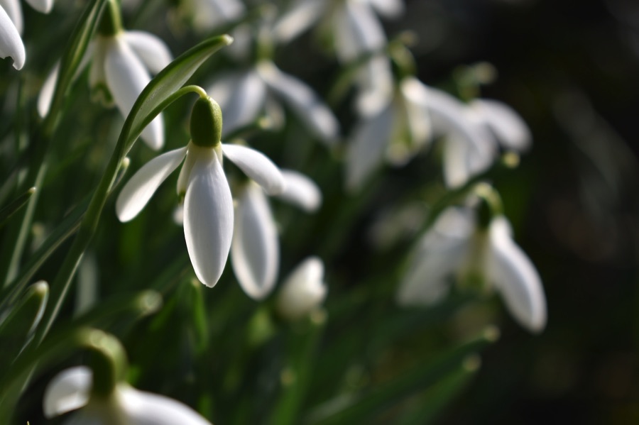Snowdrops