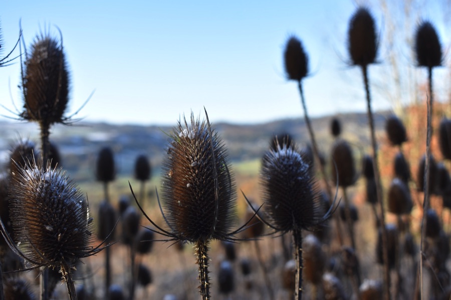 Teasels dusted with snow