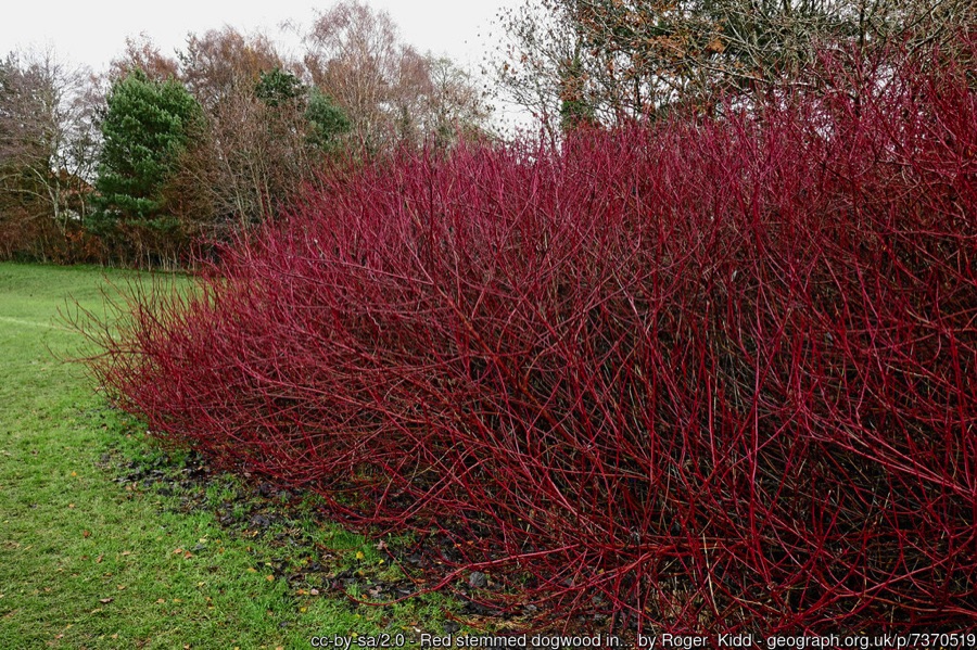 Dogwood