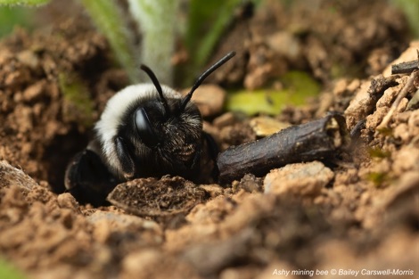 Ashy mining bee emerging from a pile of sand