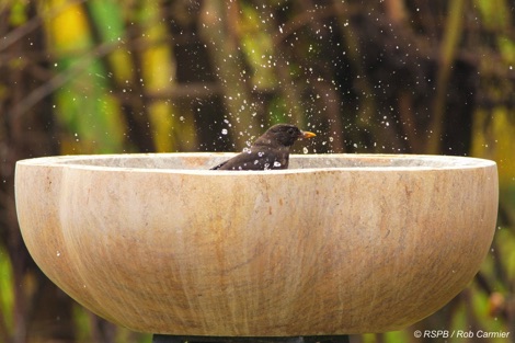 Blackbird in a bird bath
